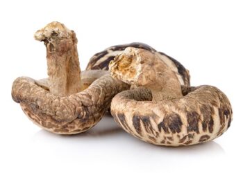 Champignon shiitake